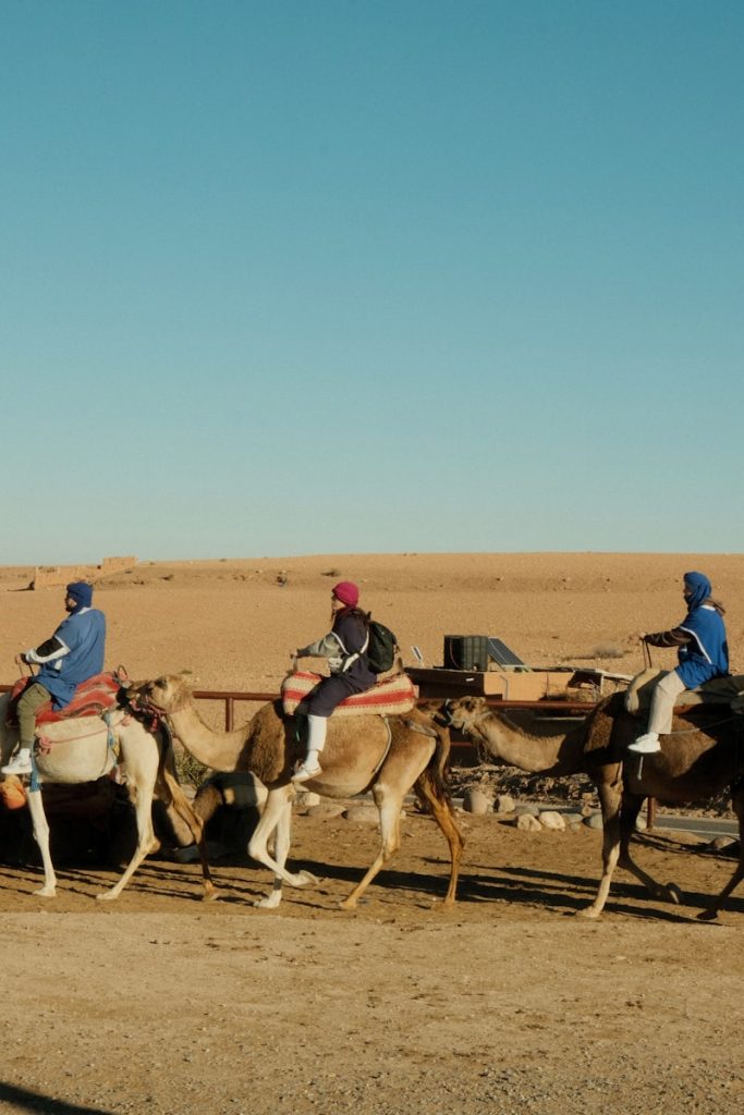 A group of people riding on the backs of camels