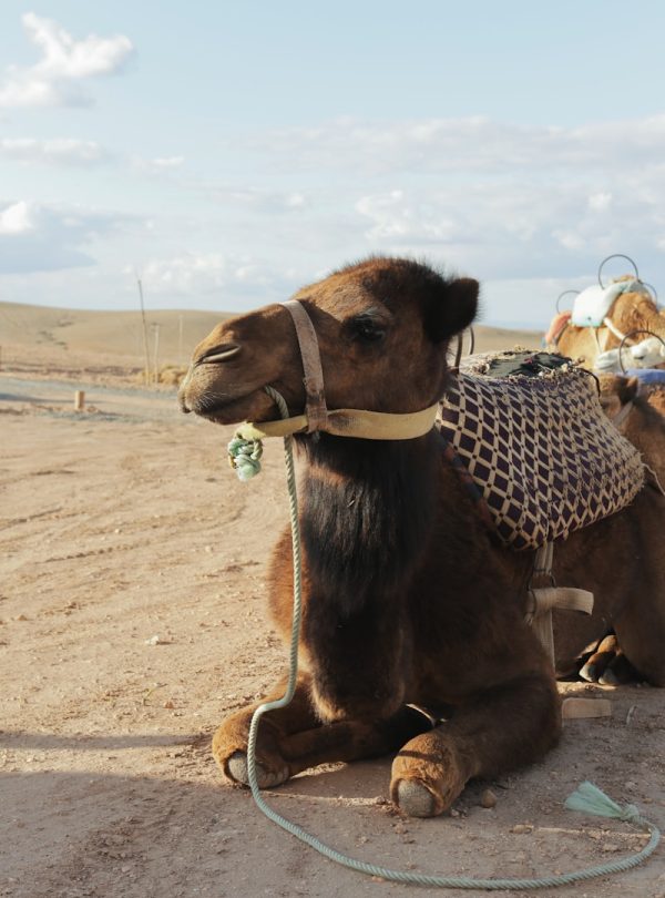 A camel rests in the desert sand.