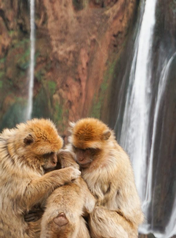 two monkeys sitting on top of each other in front of a waterfall