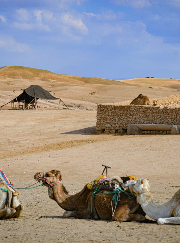 a couple of camels that are sitting in the dirt